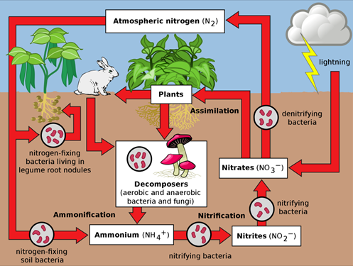 Figure 3 : Cycle naturel de l’azote