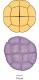 Pollen d'acacia (Acacia)