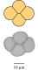 Pollen de callune (Calluna)