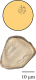 Pollen de cyperacées (Cyperaceae)