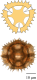 Exemple de pollen complexe fenestré de cichorioidées (Cichorioideae)
