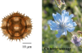 Chicorée sauvage : pollen et plante