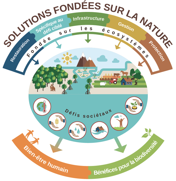 Schéma des Solutions Fondées sur la Nature